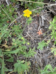 Potentilla pulcherrima