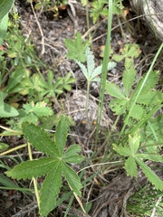 Potentilla pulcherrima
