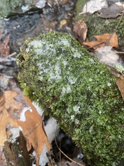 Pallavicinia lyellii