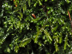 Claopodium bolanderi