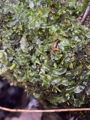 Pallavicinia lyellii