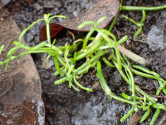 Callitriche marginata