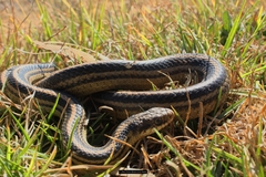 Baird's Patchnose Snake photo 2