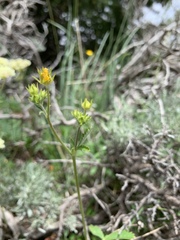 Potentilla pulcherrima