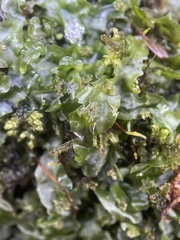 Pallavicinia lyellii
