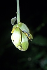 Mucuna urens