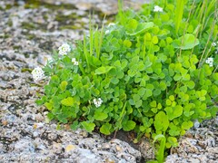 Lobularia maritima