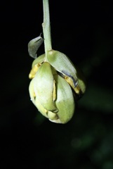 Mucuna urens