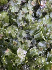 Pallavicinia lyellii