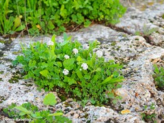 Lobularia maritima