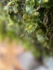 Pallavicinia lyellii