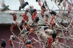 Sturnus vulgaris
