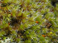 Racomitrium heterostichum