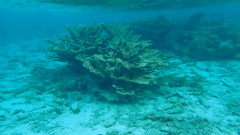 Acropora palmata