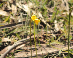 Diuris chryseopsis