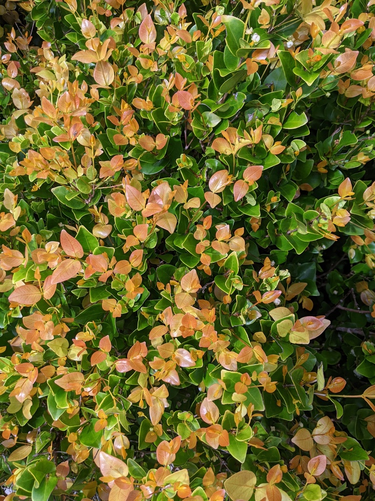Gossia retusa