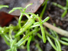 Callitriche marginata