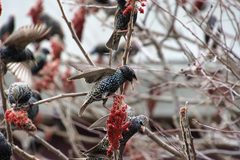 Sturnus vulgaris