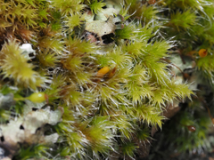 Racomitrium heterostichum