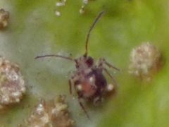 Dicyrtomidae