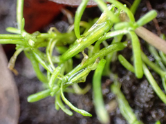 Callitriche marginata