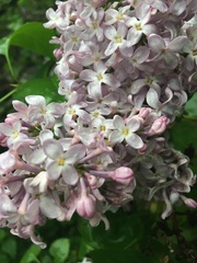Syringa