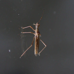 Berytinus