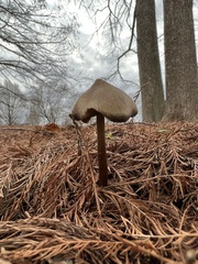 Entoloma vernum