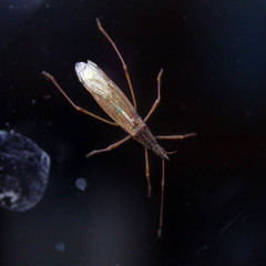 Berytinus