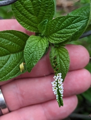 Heliotropium angiospermum