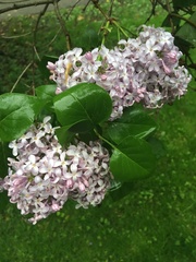 Syringa