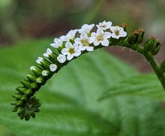 Heliotropium angiospermum