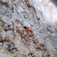 Pseudomyrmex