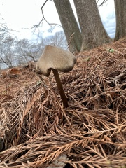 Entoloma vernum