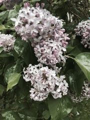 Syringa
