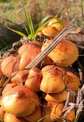 Agaricales