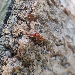 Pseudomyrmex