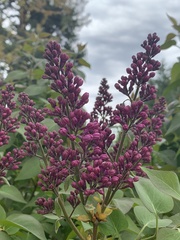Syringa
