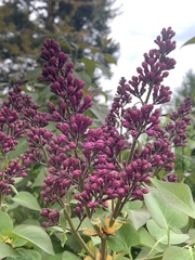Syringa