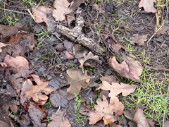 Callitriche marginata