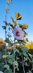 Malva subovata