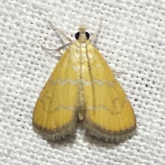 Xanthophysa psychicalis