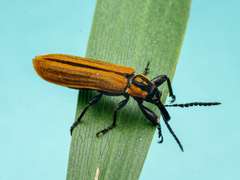 Rhinotia venusta
