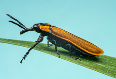 Rhinotia venusta