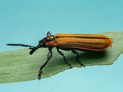 Rhinotia venusta