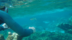 Sepioteuthis sepioidea