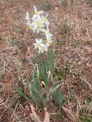 Narcissus tazetta