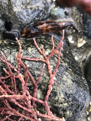 Calliarthron tuberculosum