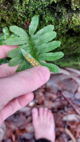 Polypodium macaronesicum, photograph 6
