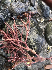 Calliarthron tuberculosum